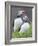 Atlantic Puffin With fish, Mykines, Faroe Islands. Denmark-Martin Zwick-Framed Photographic Print