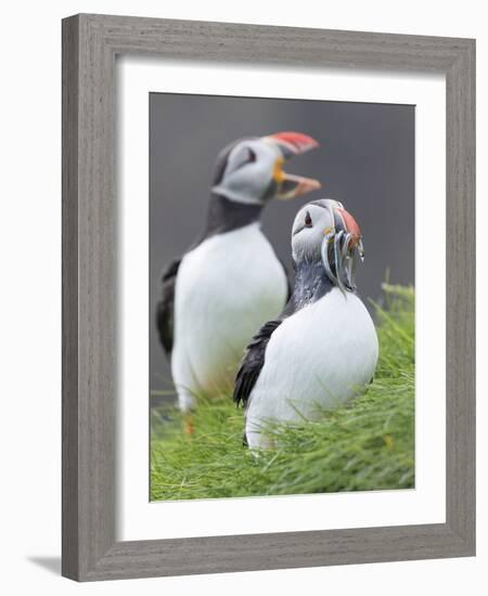 Atlantic Puffin With fish, Mykines, Faroe Islands. Denmark-Martin Zwick-Framed Photographic Print