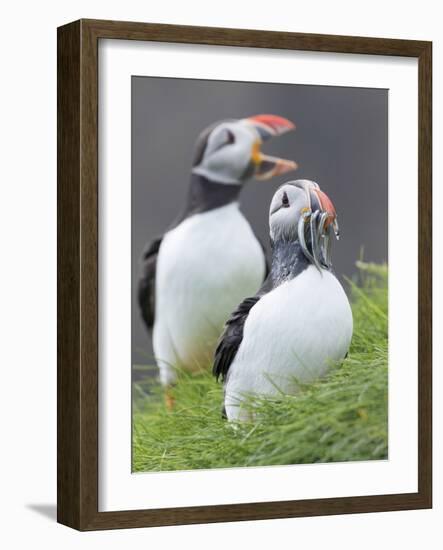 Atlantic Puffin With fish, Mykines, Faroe Islands. Denmark-Martin Zwick-Framed Photographic Print