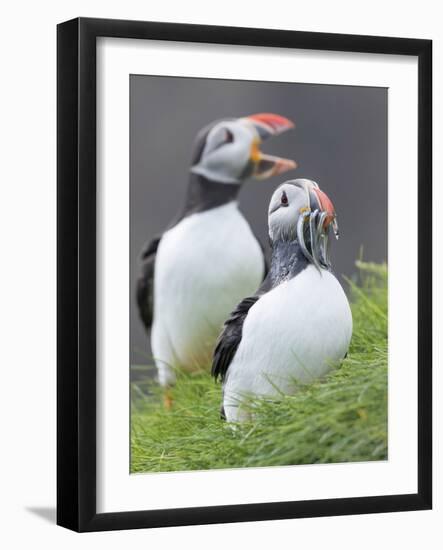 Atlantic Puffin With fish, Mykines, Faroe Islands. Denmark-Martin Zwick-Framed Photographic Print