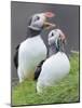 Atlantic Puffin With fish, Mykines, Faroe Islands. Denmark-Martin Zwick-Mounted Photographic Print