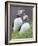 Atlantic Puffin With fish, Mykines, Faroe Islands. Denmark-Martin Zwick-Framed Photographic Print