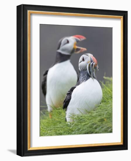 Atlantic Puffin With fish, Mykines, Faroe Islands. Denmark-Martin Zwick-Framed Photographic Print