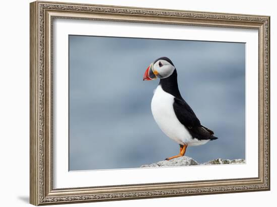 Atlantic Puffin-Andy Harmer-Framed Photographic Print