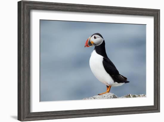 Atlantic Puffin-Andy Harmer-Framed Photographic Print