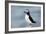 Atlantic Puffin-Andy Harmer-Framed Photographic Print