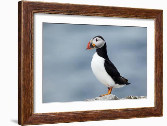 Atlantic Puffin-Andy Harmer-Framed Photographic Print