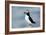 Atlantic Puffin-Andy Harmer-Framed Photographic Print