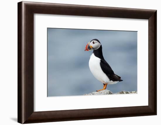 Atlantic Puffin-Andy Harmer-Framed Photographic Print