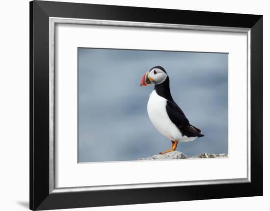 Atlantic Puffin-Andy Harmer-Framed Photographic Print