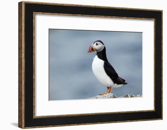 Atlantic Puffin-Andy Harmer-Framed Photographic Print