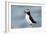 Atlantic Puffin-Andy Harmer-Framed Photographic Print