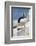 Atlantic Puffin-null-Framed Photographic Print