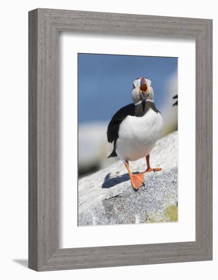 Atlantic Puffin-null-Framed Photographic Print