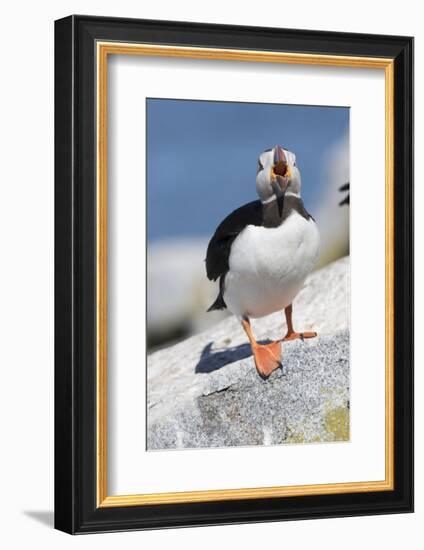 Atlantic Puffin-null-Framed Photographic Print