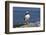 Atlantic Puffin-null-Framed Photographic Print