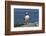 Atlantic Puffin-null-Framed Photographic Print