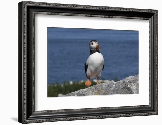 Atlantic Puffin-null-Framed Photographic Print