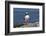 Atlantic Puffin-null-Framed Photographic Print