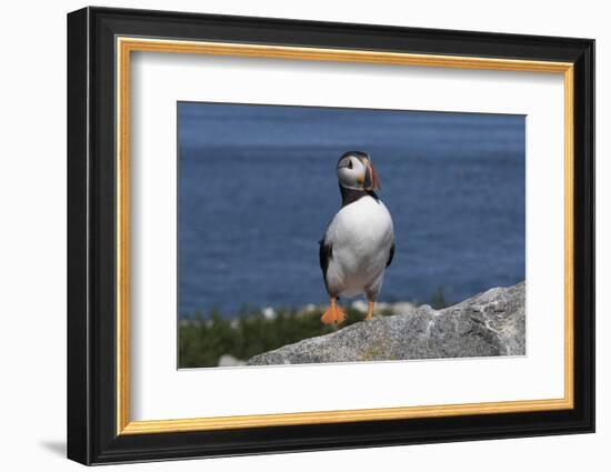 Atlantic Puffin-null-Framed Photographic Print
