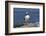 Atlantic Puffin-null-Framed Photographic Print