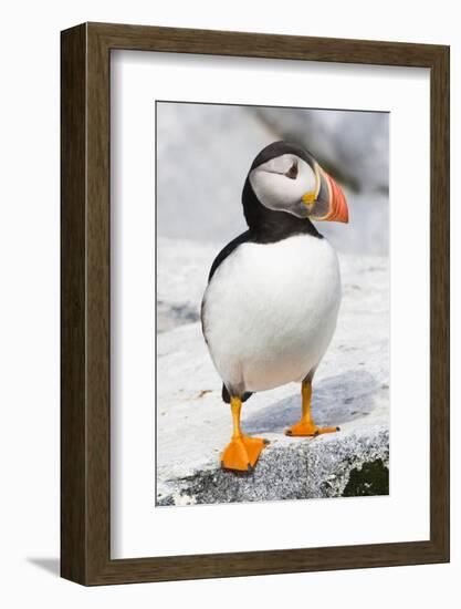 Atlantic Puffin-null-Framed Photographic Print