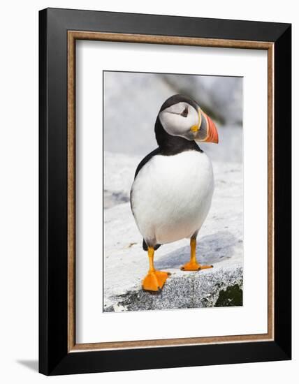 Atlantic Puffin-null-Framed Photographic Print