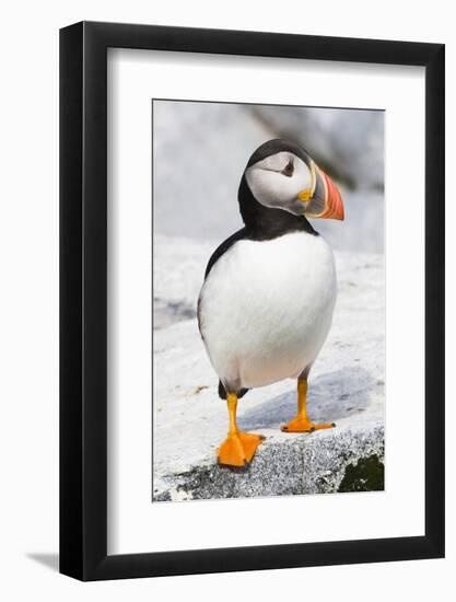 Atlantic Puffin-null-Framed Photographic Print