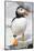 Atlantic Puffin-null-Mounted Photographic Print