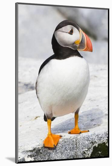 Atlantic Puffin-null-Mounted Photographic Print