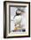 Atlantic Puffin-null-Framed Photographic Print