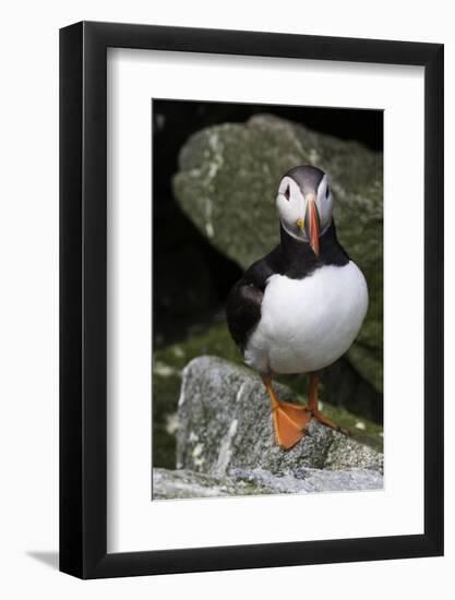 Atlantic Puffin-null-Framed Photographic Print