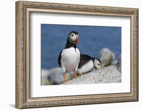 Atlantic Puffin-null-Framed Photographic Print