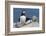 Atlantic Puffin-null-Framed Photographic Print