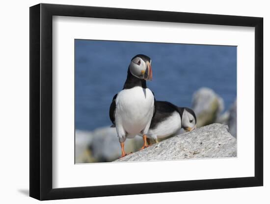 Atlantic Puffin-null-Framed Photographic Print