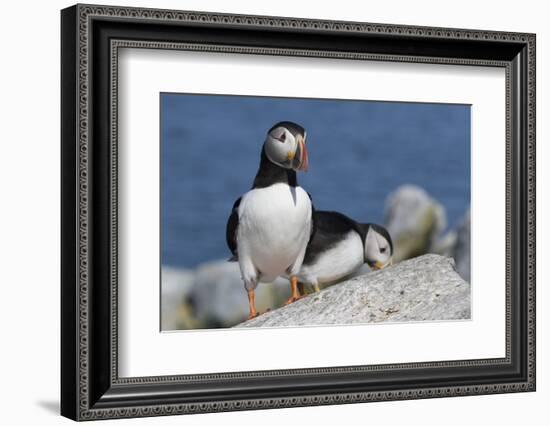 Atlantic Puffin-null-Framed Photographic Print