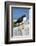 Atlantic Puffin-null-Framed Photographic Print