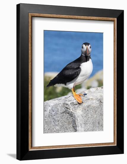 Atlantic Puffin-null-Framed Photographic Print