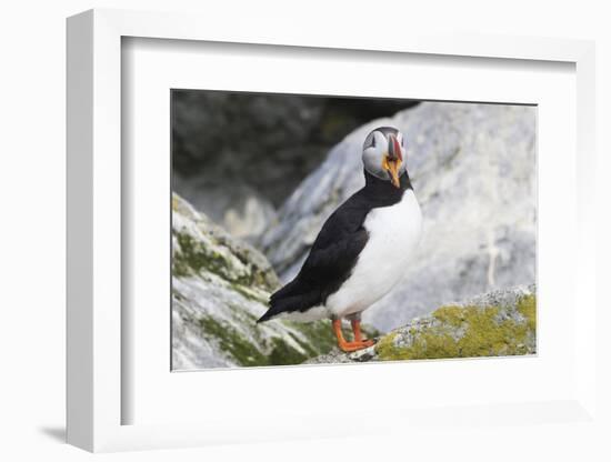 Atlantic Puffin-null-Framed Photographic Print