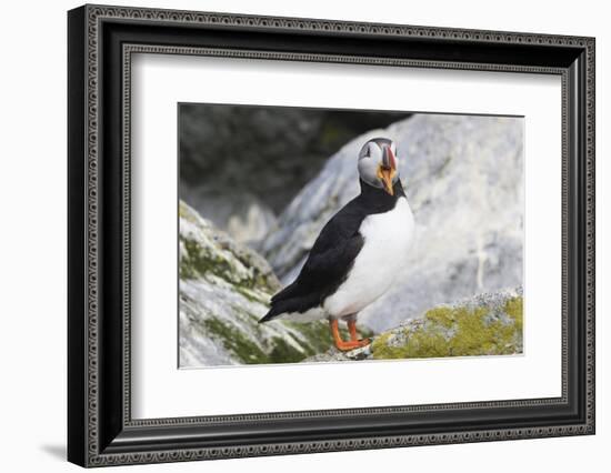 Atlantic Puffin-null-Framed Photographic Print