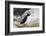 Atlantic Puffin-null-Framed Photographic Print