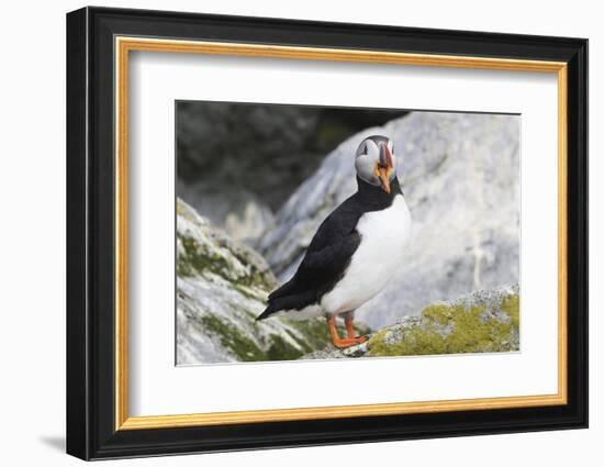 Atlantic Puffin-null-Framed Photographic Print