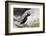 Atlantic Puffin-null-Framed Photographic Print