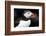 Atlantic Puffin-null-Framed Photographic Print