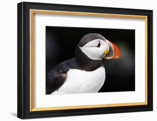 Atlantic Puffin-null-Framed Photographic Print