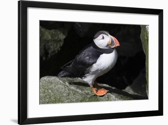 Atlantic Puffin-null-Framed Photographic Print