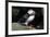 Atlantic Puffin-null-Framed Photographic Print