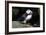 Atlantic Puffin-null-Framed Photographic Print