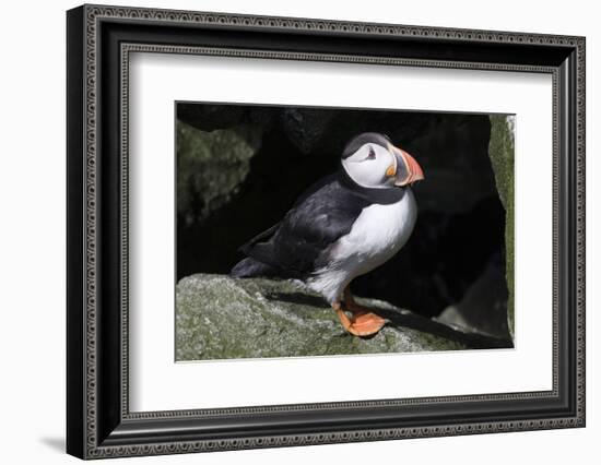 Atlantic Puffin-null-Framed Photographic Print