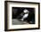 Atlantic Puffin-null-Framed Photographic Print